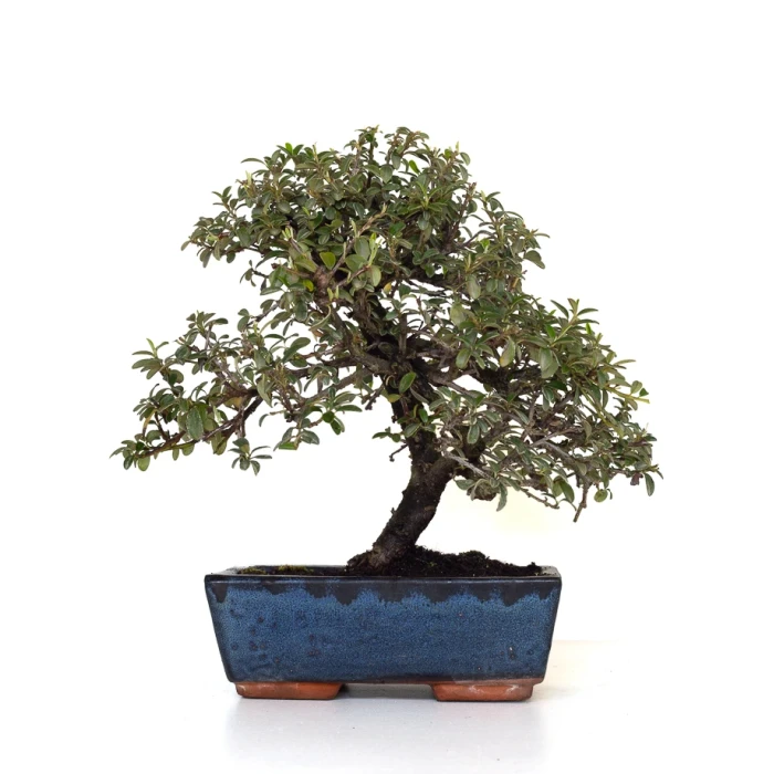Acheter Bonsai en ligne Cotoneaster 31 cm Sankaly Bonsai COT260902MIT