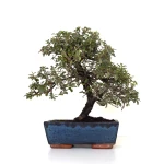 Acheter Bonsai en ligne Cotoneaster 31 cm Sankaly Bonsai COT260902MIT