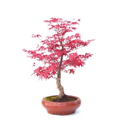 Achat Bonsai Acer Palmatum Deshojo 40 cm APD260305MB
