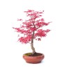 Achat Bonsai Acer Palmatum Deshojo 40 cm APD260305MB