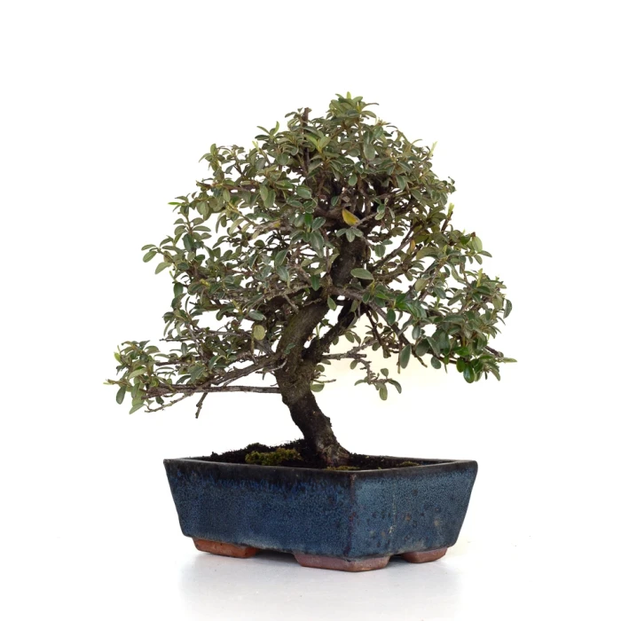 Acheter Bonsai Cotoneaster 31 cm Sankaly Bonsai COT260902MIT