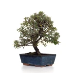 Acheter Bonsai Cotoneaster 31 cm Sankaly Bonsai COT260902MIT