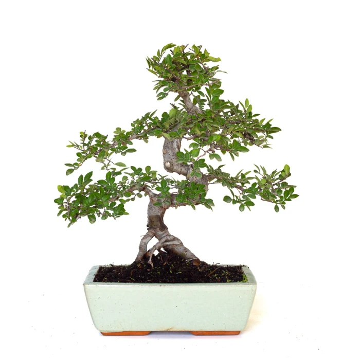 Achat Bonsai en ligne Orme de Chine Zelkova Parvifolia 42 cm Sankaly Bonsai