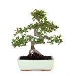 Achat Bonsai en ligne Orme de Chine Zelkova Parvifolia 42 cm Sankaly Bonsai