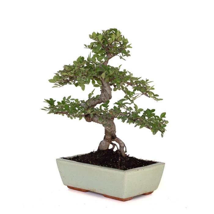 Acheter Bonsai en ligne Orme de Chine Zelkova Parvifolia 42 cm Sankaly Bonsai