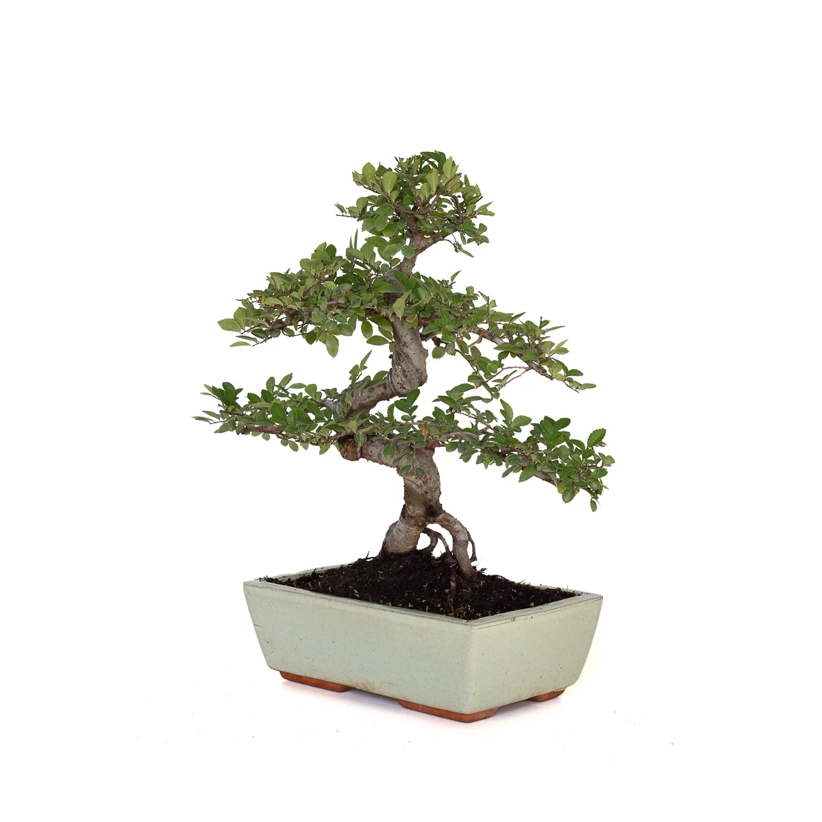 Acheter Bonsai en ligne Orme de Chine Zelkova Parvifolia 42 cm Sankaly Bonsai