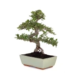 Acheter Bonsai en ligne Orme de Chine Zelkova Parvifolia 42 cm Sankaly Bonsai