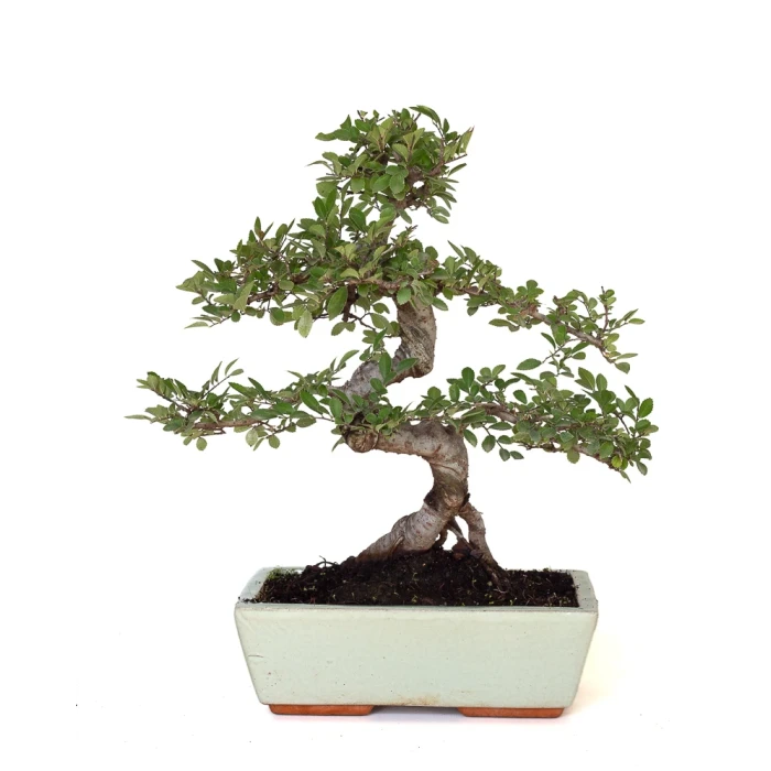 Acheter Bonsai Orme de Chine Zelkova Parvifolia 42 cm Sankaly Bonsai
