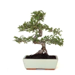Acheter Bonsai Orme de Chine Zelkova Parvifolia 42 cm Sankaly Bonsai