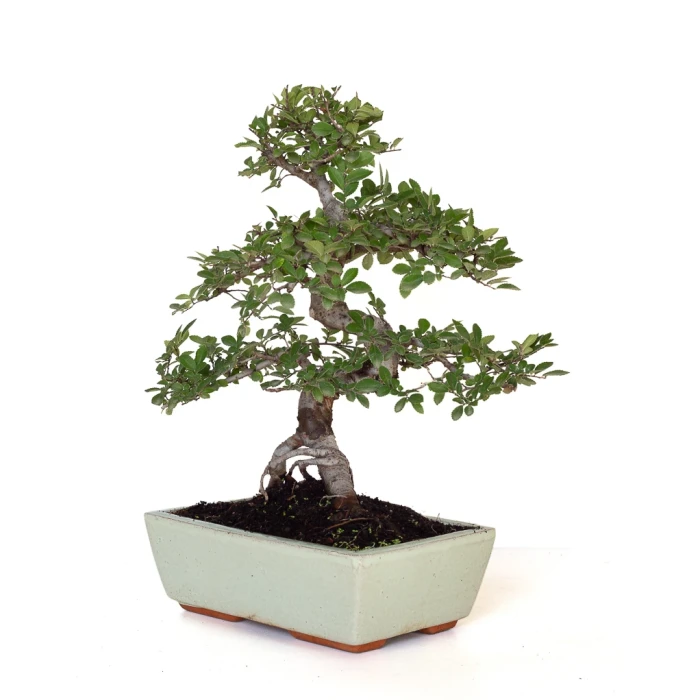 Vente de Bonsai en ligne Orme de Chine Zelkova Parvifolia 42 cm Sankaly Bonsai