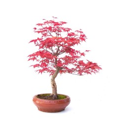 Acheter Bonsai Acer Palmatum Deshojo 40 cm APD260305MB