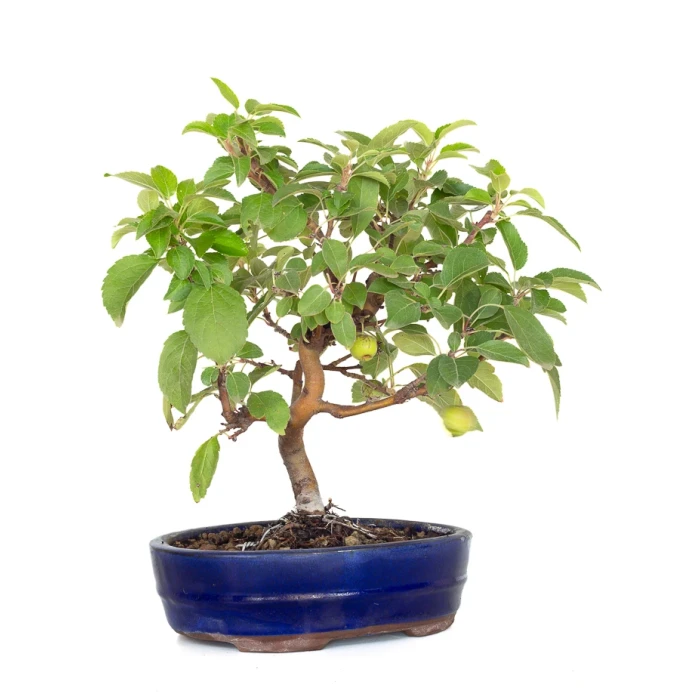 Acheter Bonsai en ligne Malus Pommier 38 cm Sankaly Bonsai