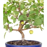 Acheter Bonsai Malus Pommier 38 cm Sankaly Bonsai