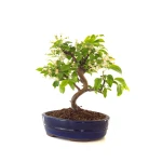Vente de Bonsai Malus Pommier Sankaly Bonsai