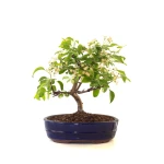 Achat Bonsai Malus Pommier Sankaly Bonsai