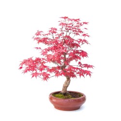Vente de Bonsai Acer Palmatum Deshojo 40 cm APD260305MB