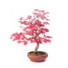 Vente de Bonsai Acer Palmatum Deshojo 40 cm APD260305MB