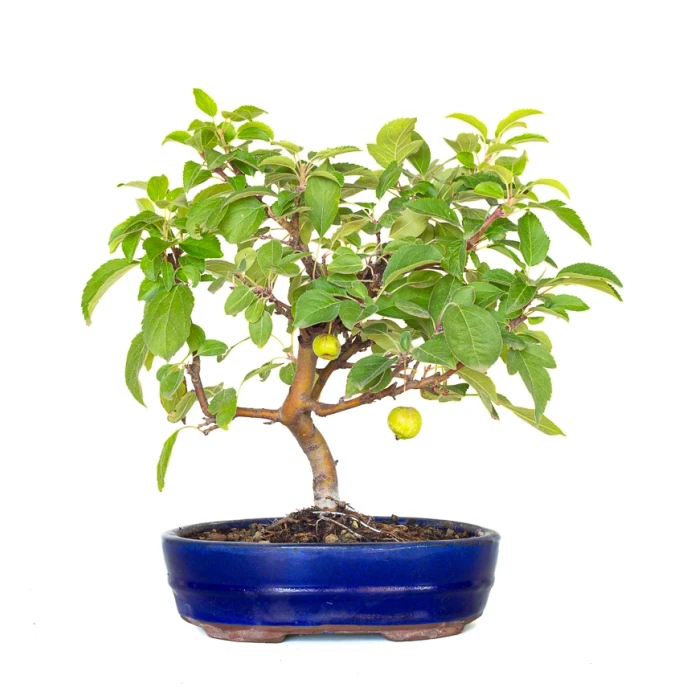 Achat Bonsai en ligne Malus Pommier 38 cm Sankaly Bonsai