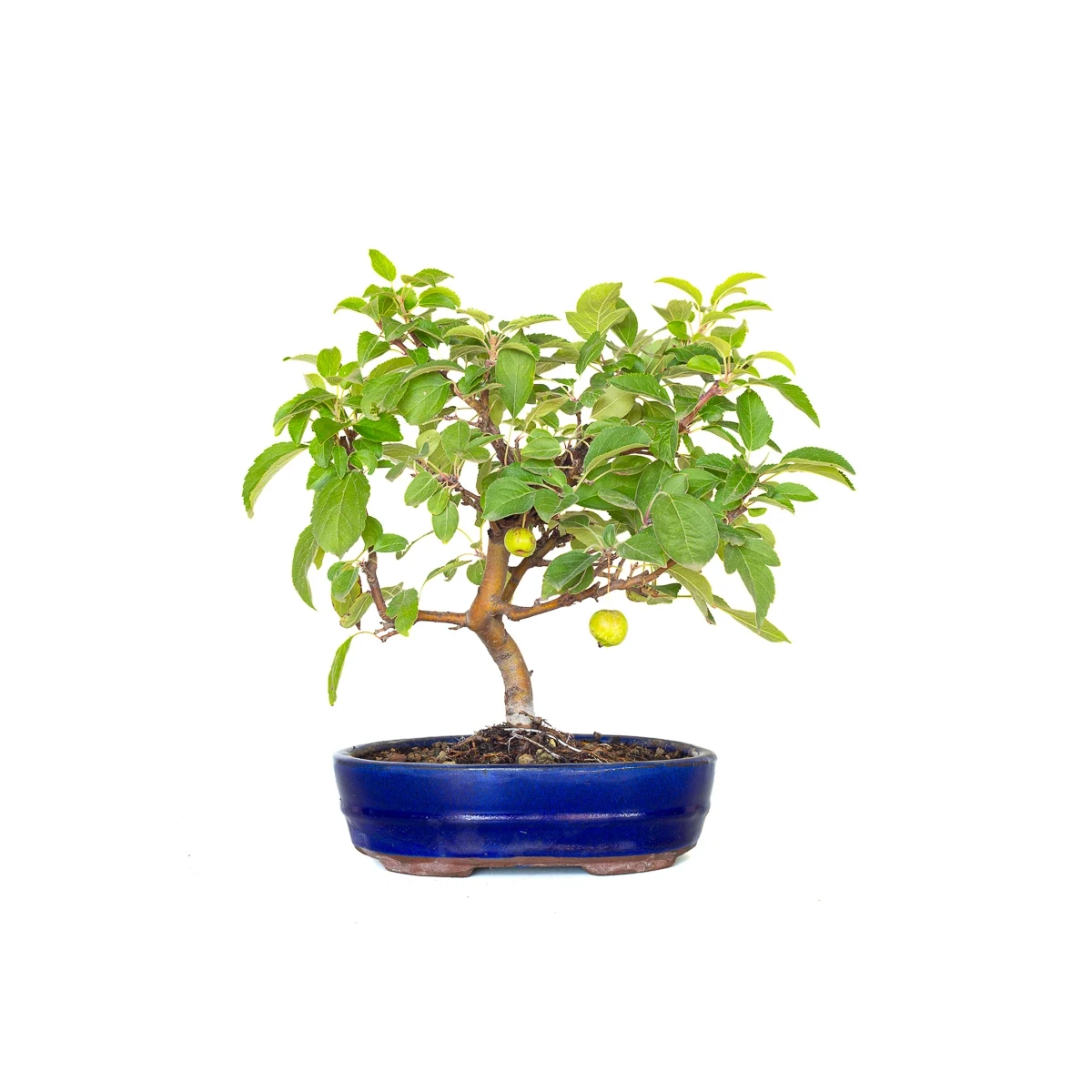 Achat Bonsai en ligne Malus Pommier 38 cm Sankaly Bonsai