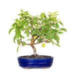 Achat Bonsai en ligne Malus Pommier 38 cm Sankaly Bonsai