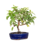 Acheter Bonsai en ligne Malus Pommier 38 cm Sankaly Bonsai