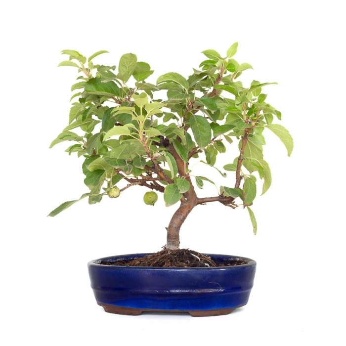 Vente Bonsai en ligne Malus Pommier 38 cm Sankaly Bonsai