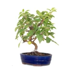 Achat Bonsai Malus Pommier 38 cm Sankaly Bonsai
