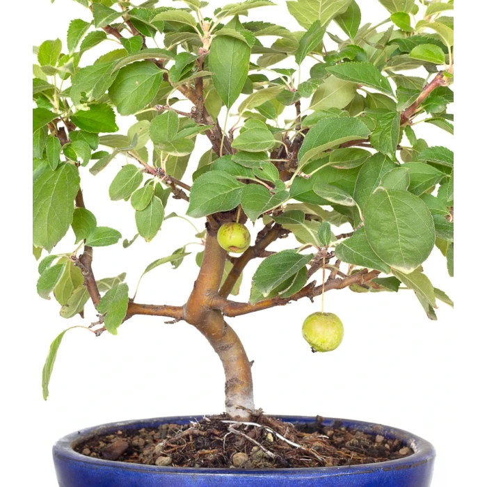 Acheter Bonsai Malus Pommier 38 cm Sankaly Bonsai