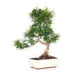 Vente en ligne de Bonsai Zanthoxylum Piperitum Faux Poivrier 55 cm Sankaly Bonsai PVR260902MIT