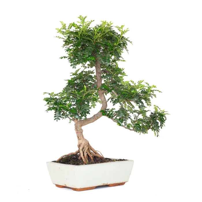 Acheter en ligne de Bonsai Zanthoxylum Piperitum Faux Poivrier 55 cm Sankaly Bonsai PVR260902MIT