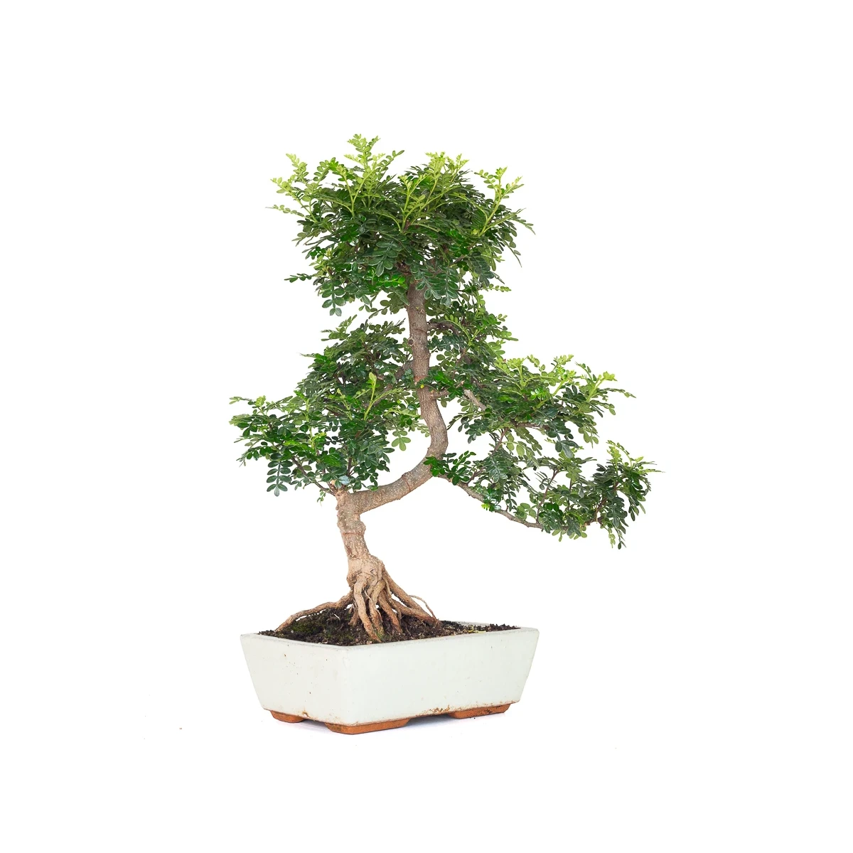 Acheter en ligne de Bonsai Zanthoxylum Piperitum Faux Poivrier 55 cm Sankaly Bonsai PVR260902MIT