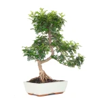 Acheter en ligne de Bonsai Zanthoxylum Piperitum Faux Poivrier 55 cm Sankaly Bonsai PVR260902MIT