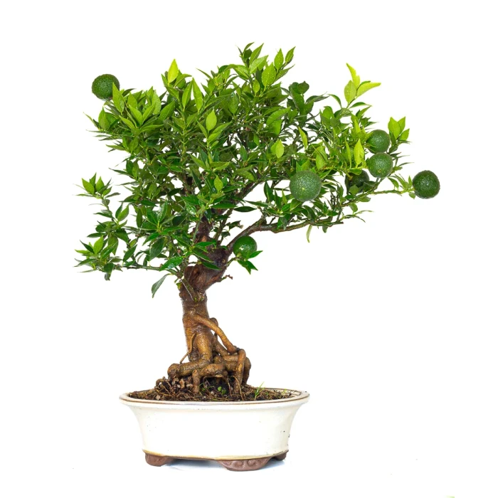 Achat Bonsai en ligne Citrus Myrtifolia 55 cm Sankaly Bonsai