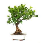 Achat Bonsai en ligne Citrus Myrtifolia 55 cm Sankaly Bonsai
