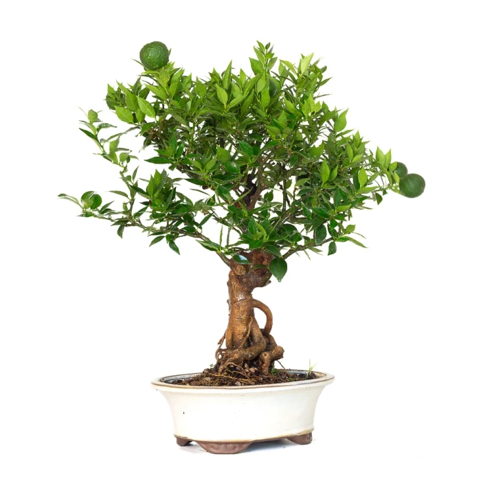 Vente Bonsai en ligne Citrus Myrtifolia 55 cm Sankaly Bonsai