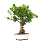 Vente Bonsai en ligne Citrus Myrtifolia 55 cm Sankaly Bonsai