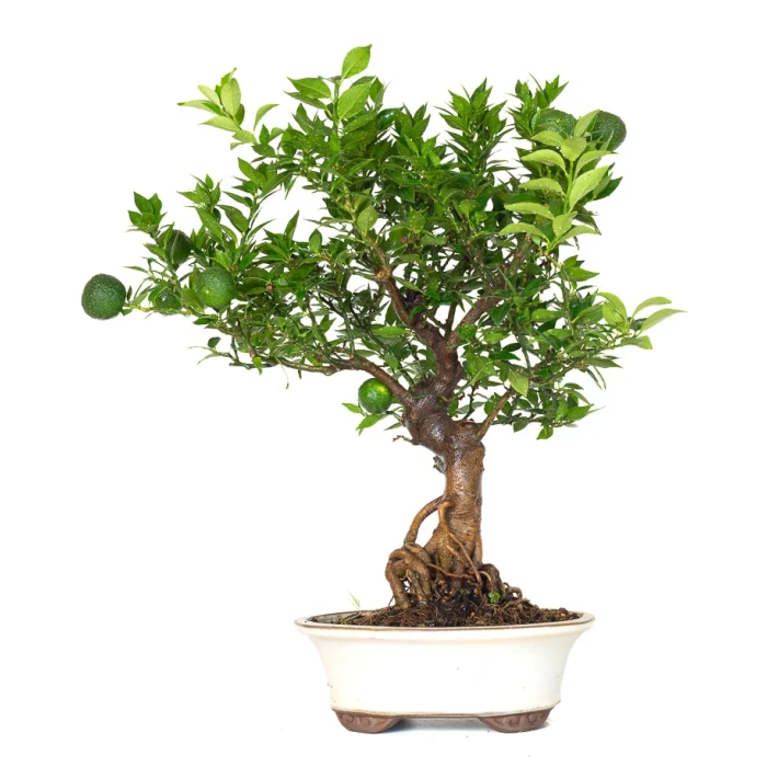 Acheter Bonsai Citrus Myrtifolia 55 cm Sankaly Bonsai