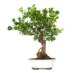 Acheter Bonsai Citrus Myrtifolia 55 cm Sankaly Bonsai