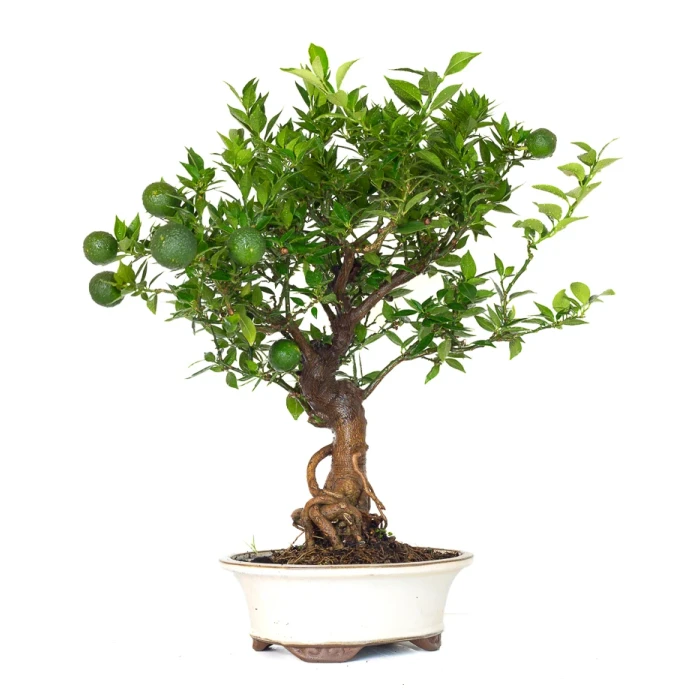 Acheter Bonsai en ligne Citrus Myrtifolia 55 cm Sankaly Bonsai