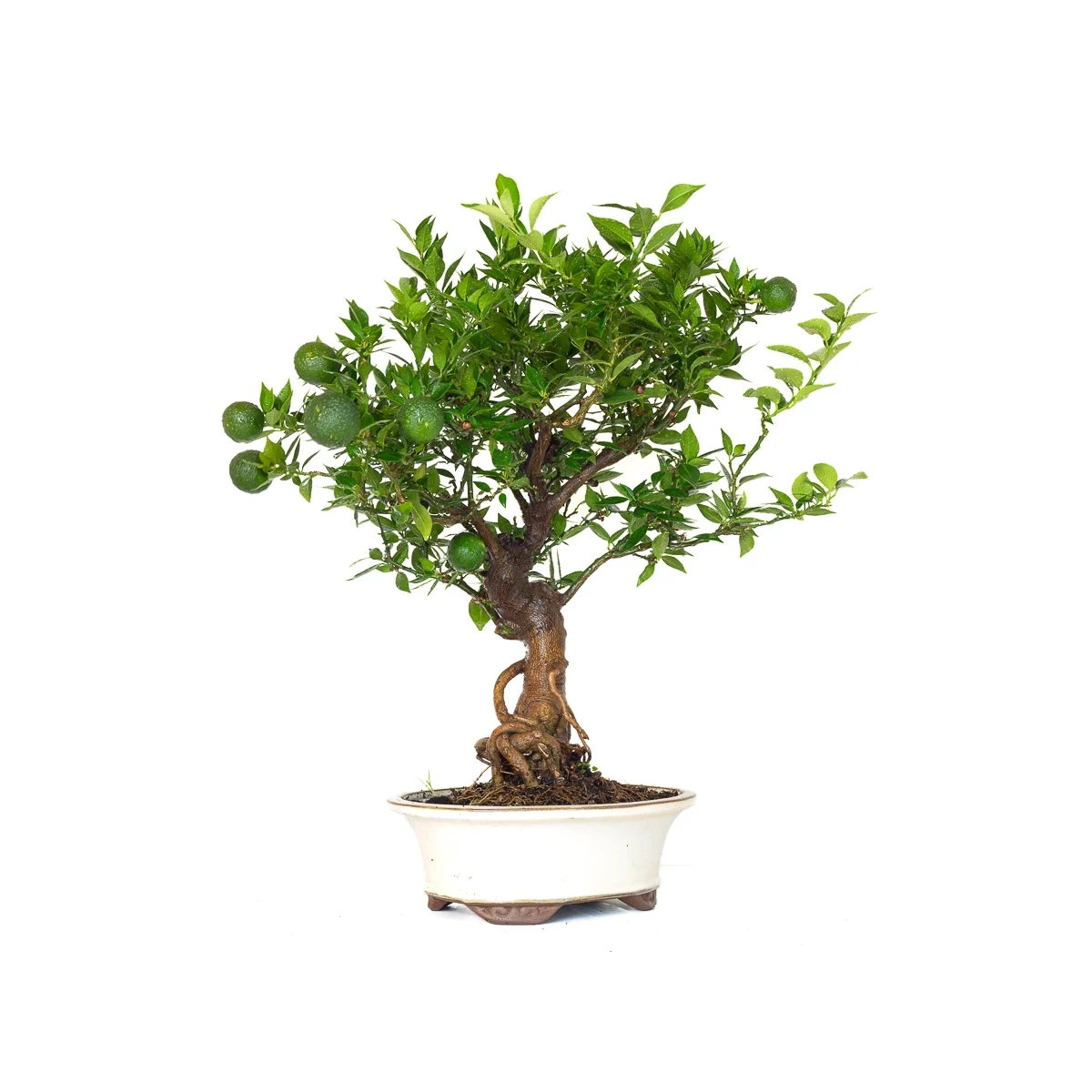 Acheter Bonsai en ligne Citrus Myrtifolia 55 cm Sankaly Bonsai