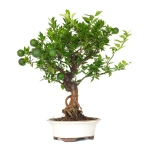 Acheter Bonsai en ligne Citrus Myrtifolia 55 cm Sankaly Bonsai