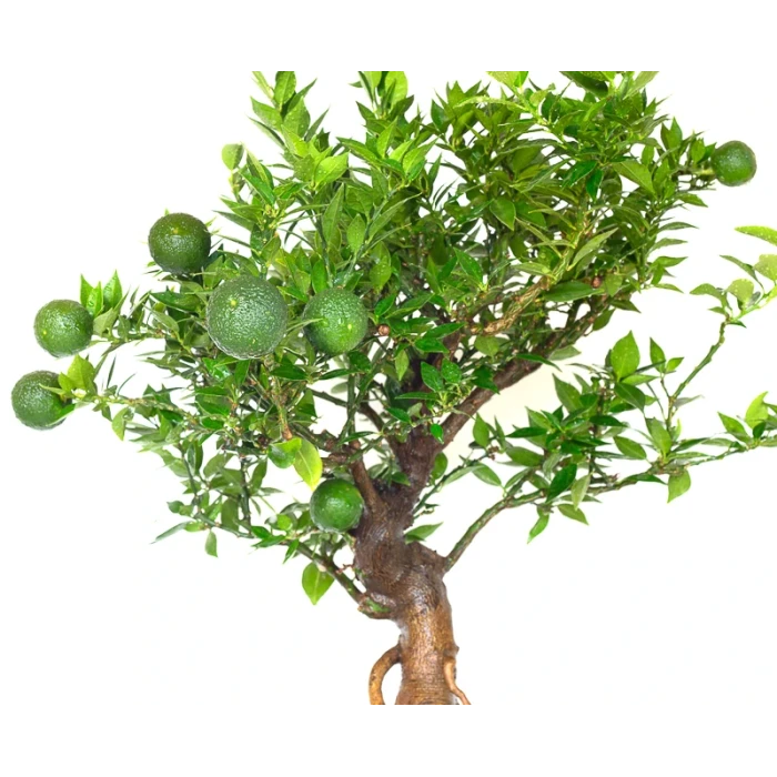 Vente Bonsai Citrus Myrtifolia 55 cm Sankaly Bonsai