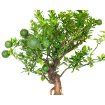 Vente Bonsai Citrus Myrtifolia 55 cm Sankaly Bonsai