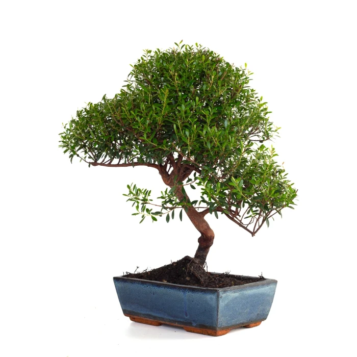 Vente Bonsai Myrte Myrtus Communis 46 cm Sankaly Bonsai
