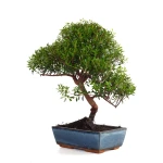 Vente Bonsai Myrte Myrtus Communis 46 cm Sankaly Bonsai