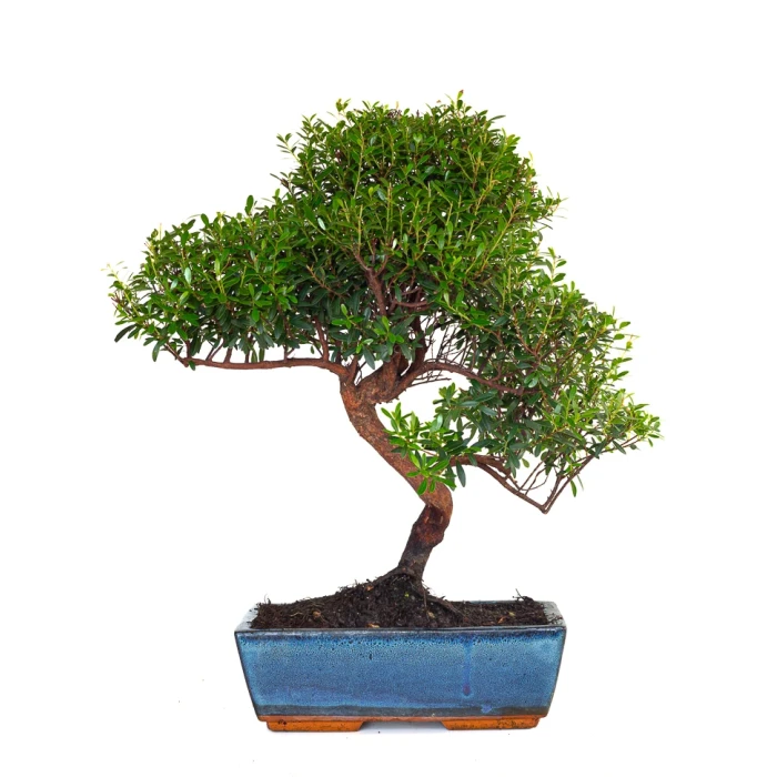 Achart Bonsai Myrte Myrtus Communis 46 cm Sankaly Bonsai