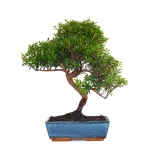 Achart Bonsai Myrte Myrtus Communis 46 cm Sankaly Bonsai