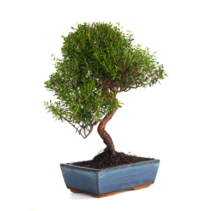 Acheter Bonsai en ligne Myrte Myrtus Communis 46 cm Sankaly Bonsai