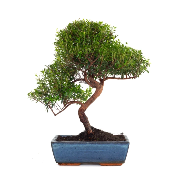 Acheter Bonsai Myrte Myrtus Communis 46 cm Sankaly Bonsai