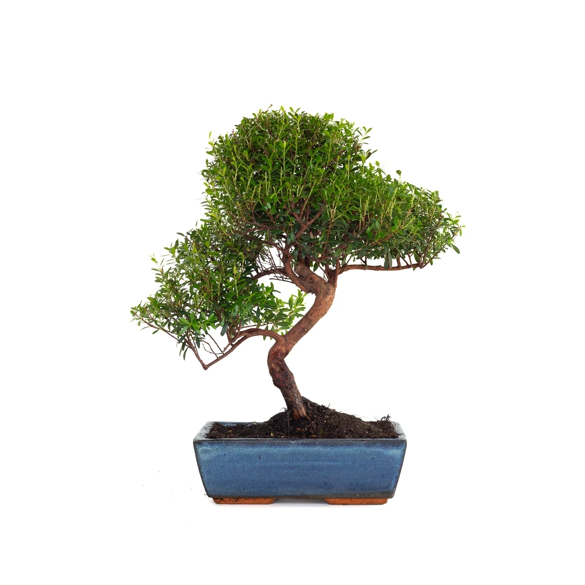 Acheter Bonsai Myrte Myrtus Communis 46 cm Sankaly Bonsai